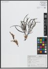 Foto von Salix viminalis L.